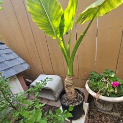 Elephant Ear. In 5 Gallons Pot 
