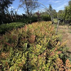 5 gallon , Nandina “Gulfstreem”