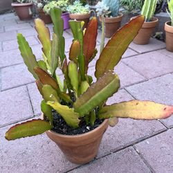 Epiphyllum Night Blooming cactus 🌵 In Pot