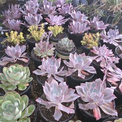 Succulent & ECHEVERIAS 