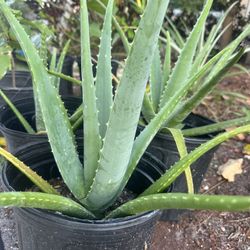 Aloe Vera Plant In 3 Gallon Pots..3 Available 