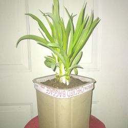 Daylily Plants (Orange)