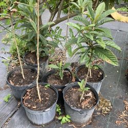 Logistics Fruit Tree