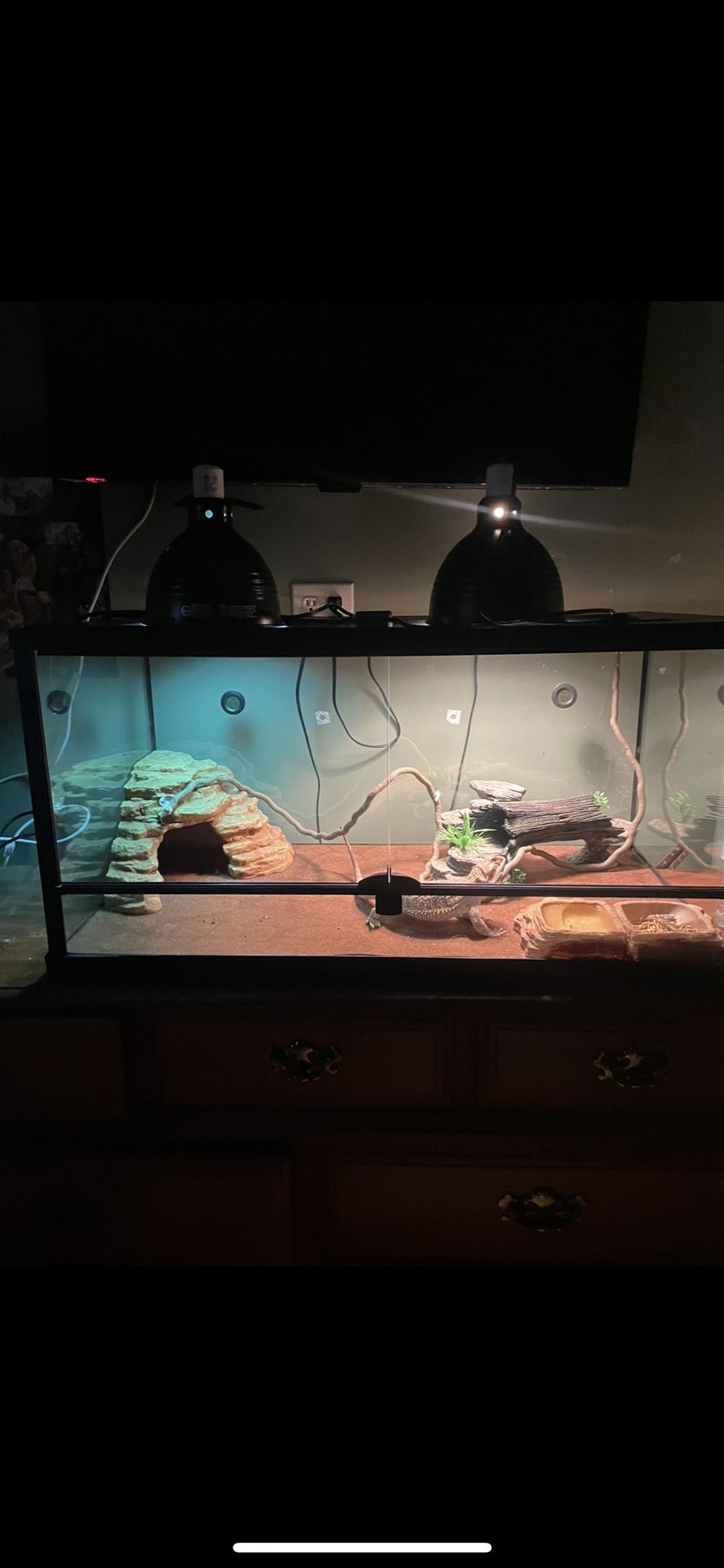 Beared Dragon Tank