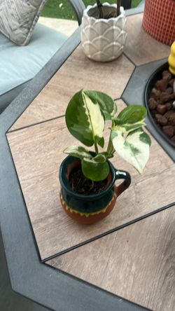 Pothos N'Joy Live Plant 🪴