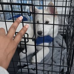 2 Door Wired Cage 