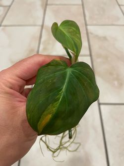 Variegated micans