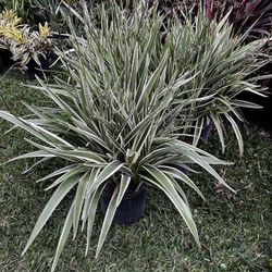 VARIEGATED FLAX LILY (3 gallon pot) Poolside, Garden Border