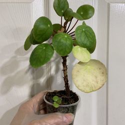 Pilea Peperomiodes Chinese Coins Money Plant