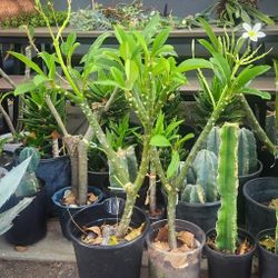 Beautiful Plumerias w/ White & Yellow Flowers ( 2-3' ft. Tall ) 🌿