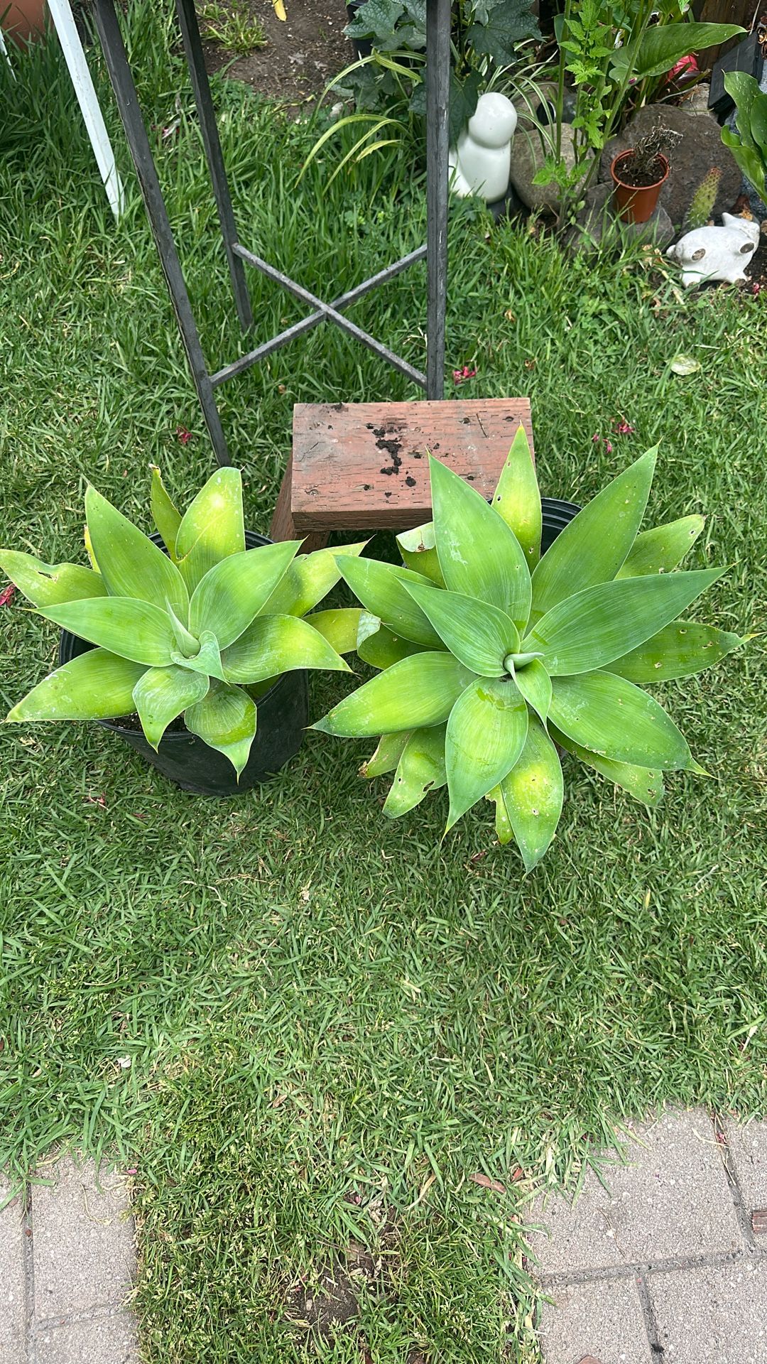 Agaves