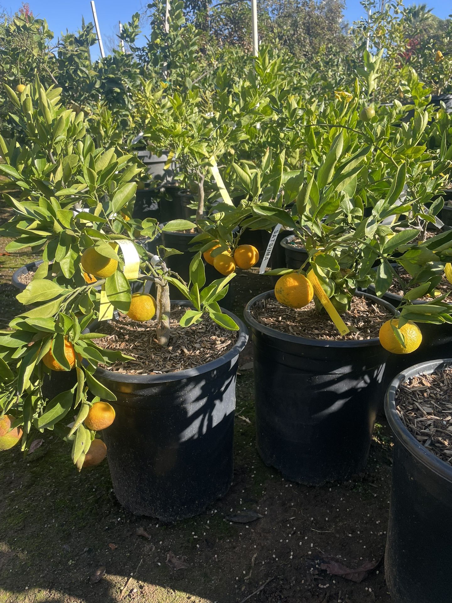 5 Gallon Size- Fruiting Age- Lemon Trees- Lime Trees- Orange Trees- Grapefruit Trees- Mandarin Trees- Pomelo Trees
