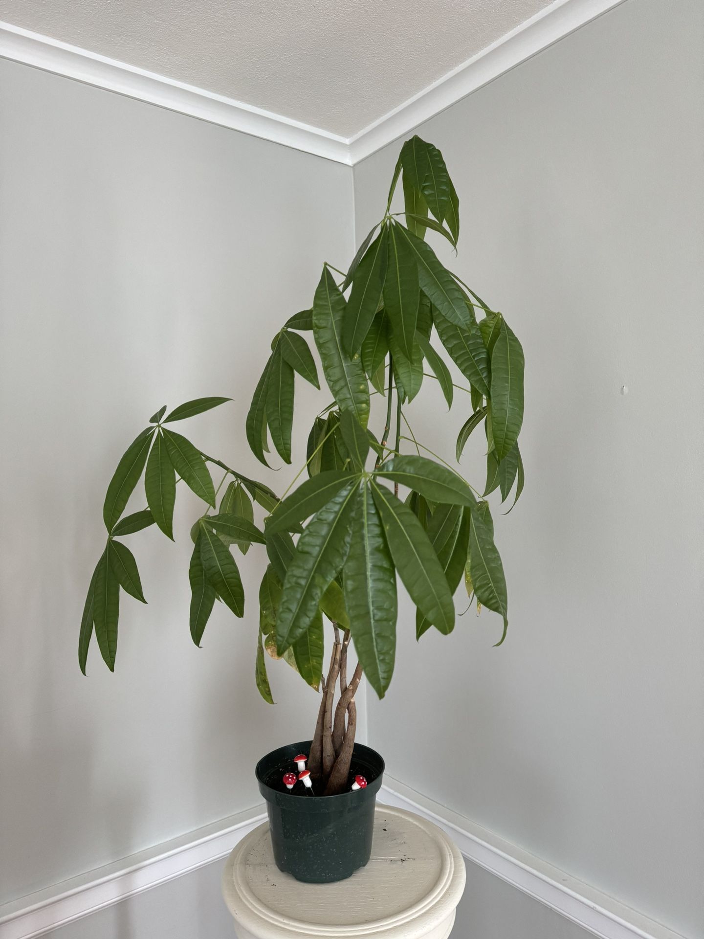 Braided Money tree
