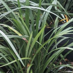 Planta Ornamental Liriope