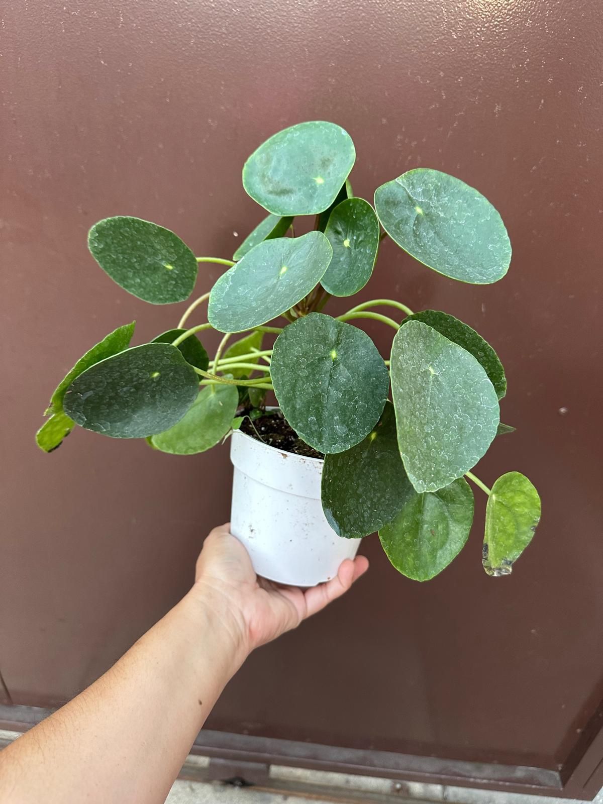 6” pilea money plant 