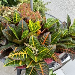 ❤️Petra' CROTON Is a popular tropical evergreen shrub known for its vibrant, multicolored foliage❤️PLS READ DESCRIPTION
