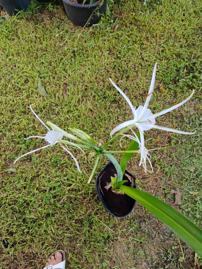 Spider 🕷️ Lily Plant 