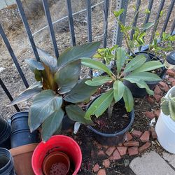 Plants