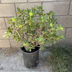 Succulent Plant