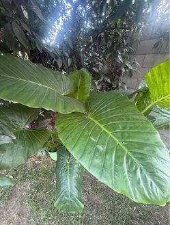 Elephant Ear Plangs
