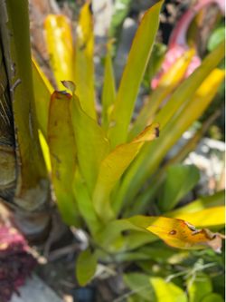 Bromeliads