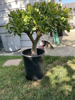 Jade plant