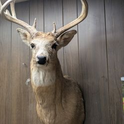 Whitetail Deer Shoulder Mount