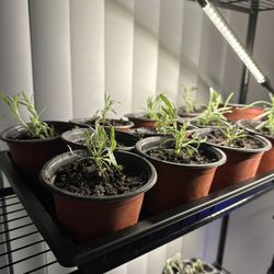 Grosso Lavender - Cup - $7