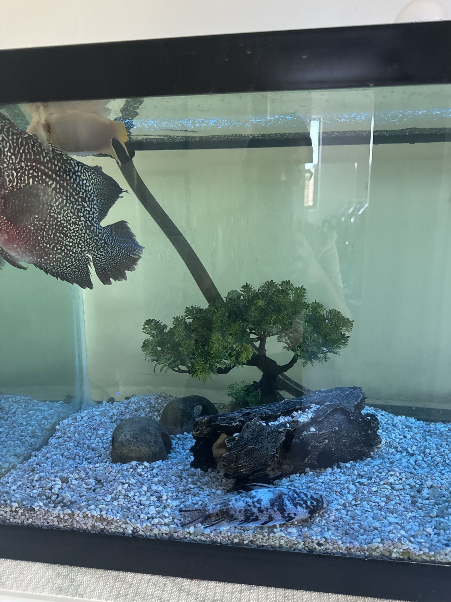 75 Gallon Fish Tank