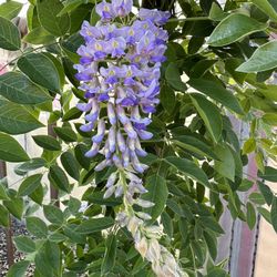 Wisteria (Blue Moon)