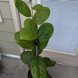 Tree Organic Persimmon  Price negotiable