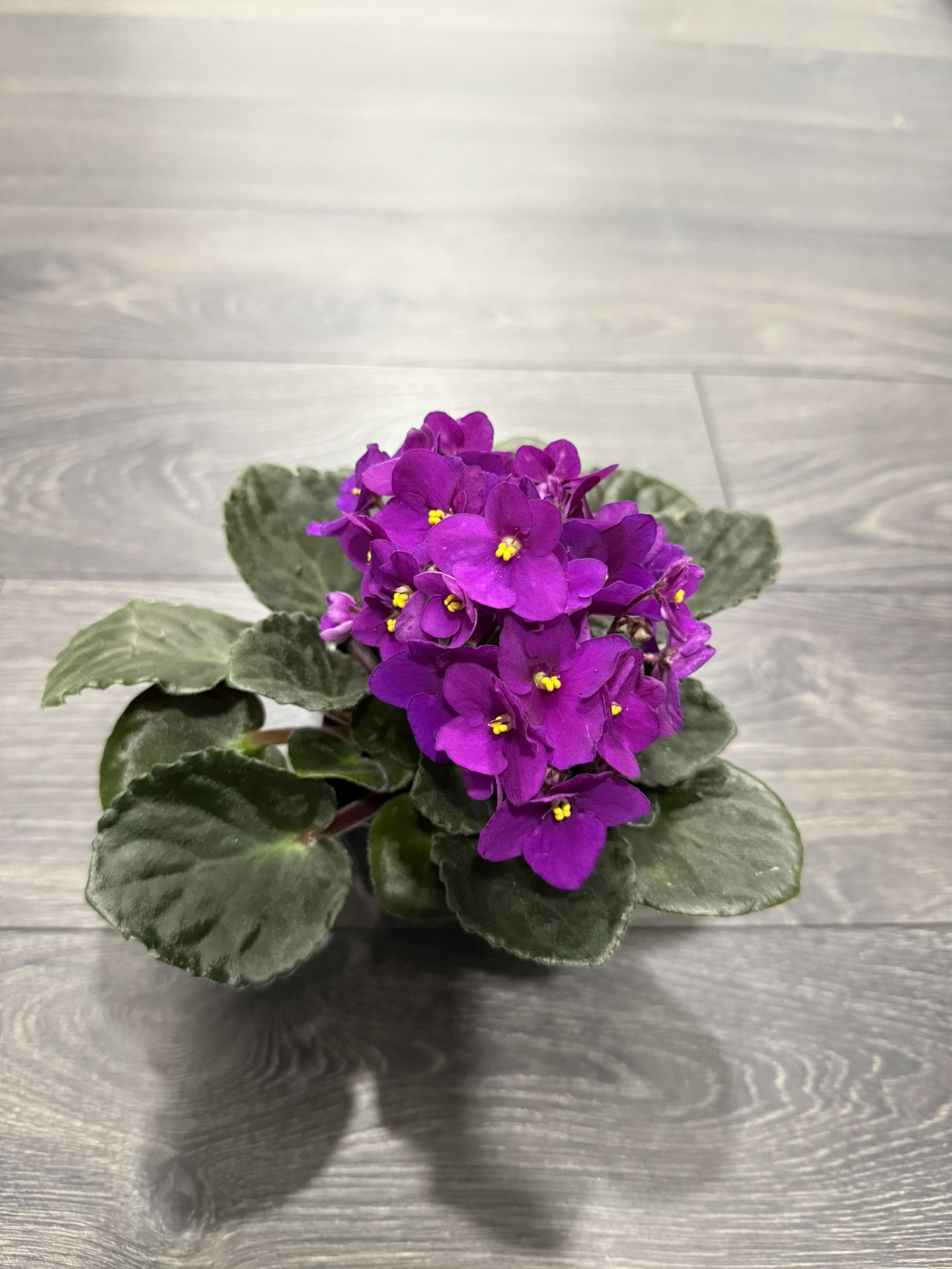 African Violet Blooming Gorgeous Healthy Plant Indoor 