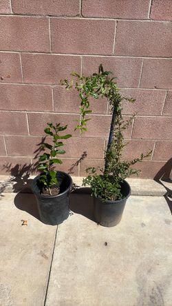 Plants