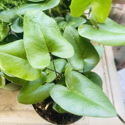 Heart-shaped fern plant