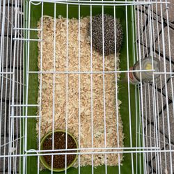 Hedgehog Cage