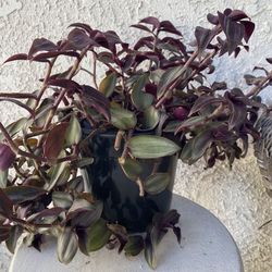 1.5 Gallon Pot Succulent Plant- Tradescantia Zebrina Violet - Wandering Dude - Live Succulent - Rooted & Established - Drought Resistant - 🪴