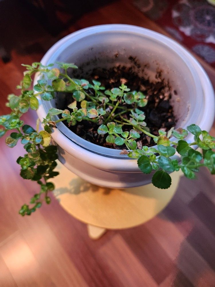 Pilea Depressa Indoor Plant In Ceramic Pot