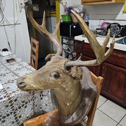 Deer Antlers, Head Horns 