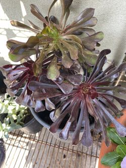 Succulents 