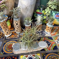 Fun Stone  & Cholla Airplant Creations