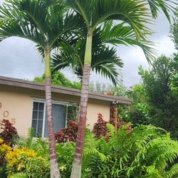 1 Christmas Palm!!! Really Beautiful And Fertilized!!! Only $150