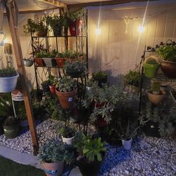 Potted Succulents and Cacti plants for Sale