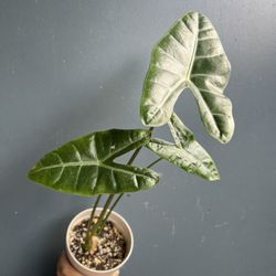 Live Alocasia Longiloba Plant 6”Pot 17”Tall - Elephant Ear Plant- Denudata Indoor Houseplant 