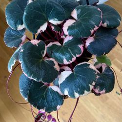Variegated Tricolor Begonia Plant in Hanging Pot / Free Delivery Available