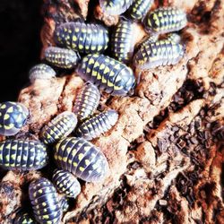 Gestroi Tank Cleaner 