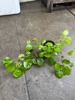Swedish Ivy Houseplant