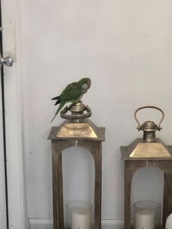 Candelabros