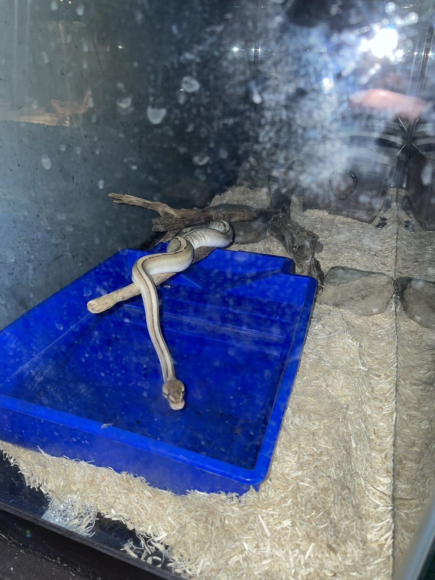 75 Gallon Tank 55 Gallon Tank And (2) 29 Gallon Tanks A 40 Tall And A 20 Gallon Long