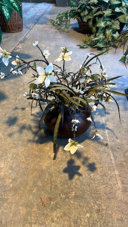 Christmas rose