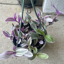 Tradescantia Nanouk Full Plant 8” Hanging Pot